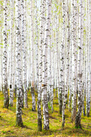 aluminium-print-the-birch-forest-in-the-spring