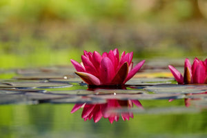 3-piece-acrylic-print-red-water-lily-duo