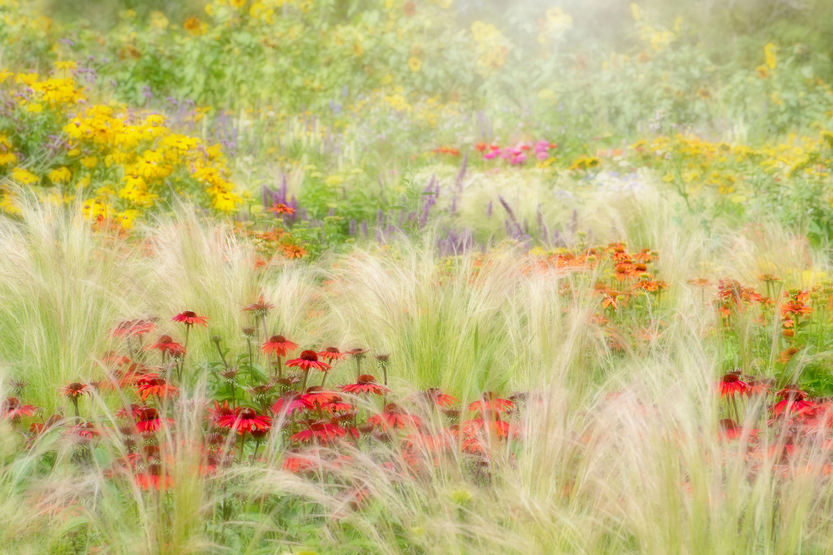 framedcanvas-print-summer-reverie-x