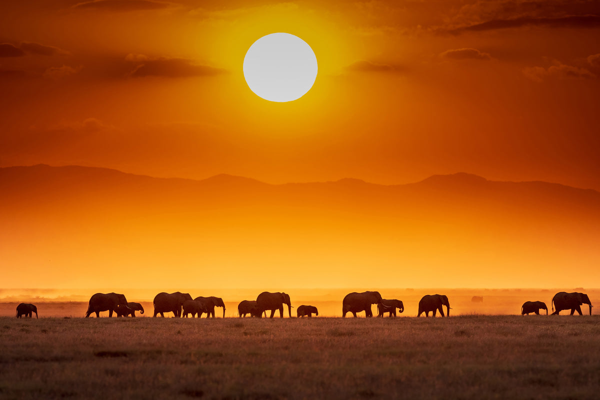 poster-print-sunrise-parade-x