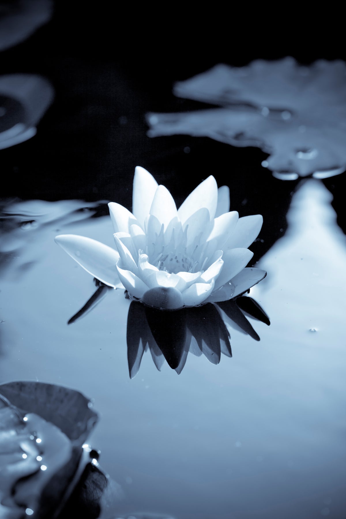 framedcanvas-print-black-and-white-photograph-waterlily