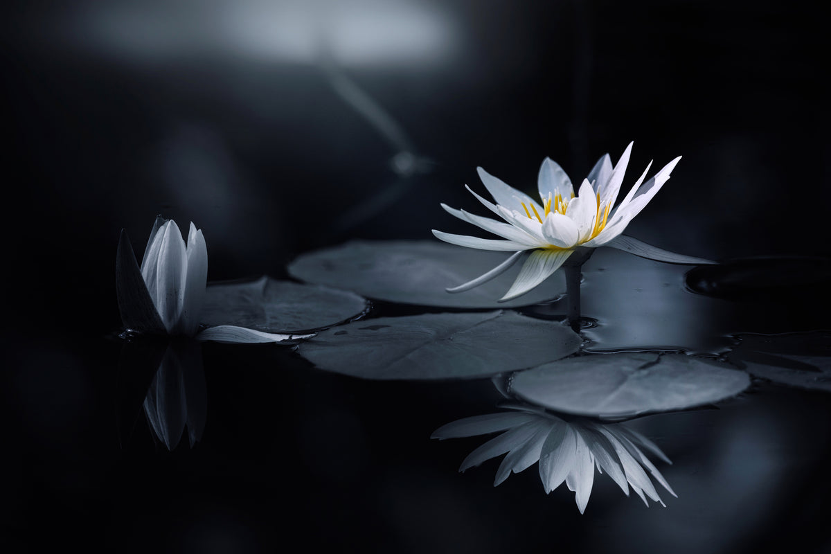 framedposter-print-reflection-iv