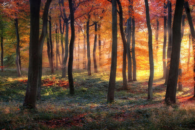 poster-print-autumn-woodland-sunrise-x