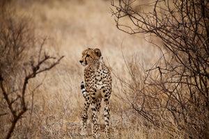 modern-3-piece-acrylic-print-elegant-cheetah