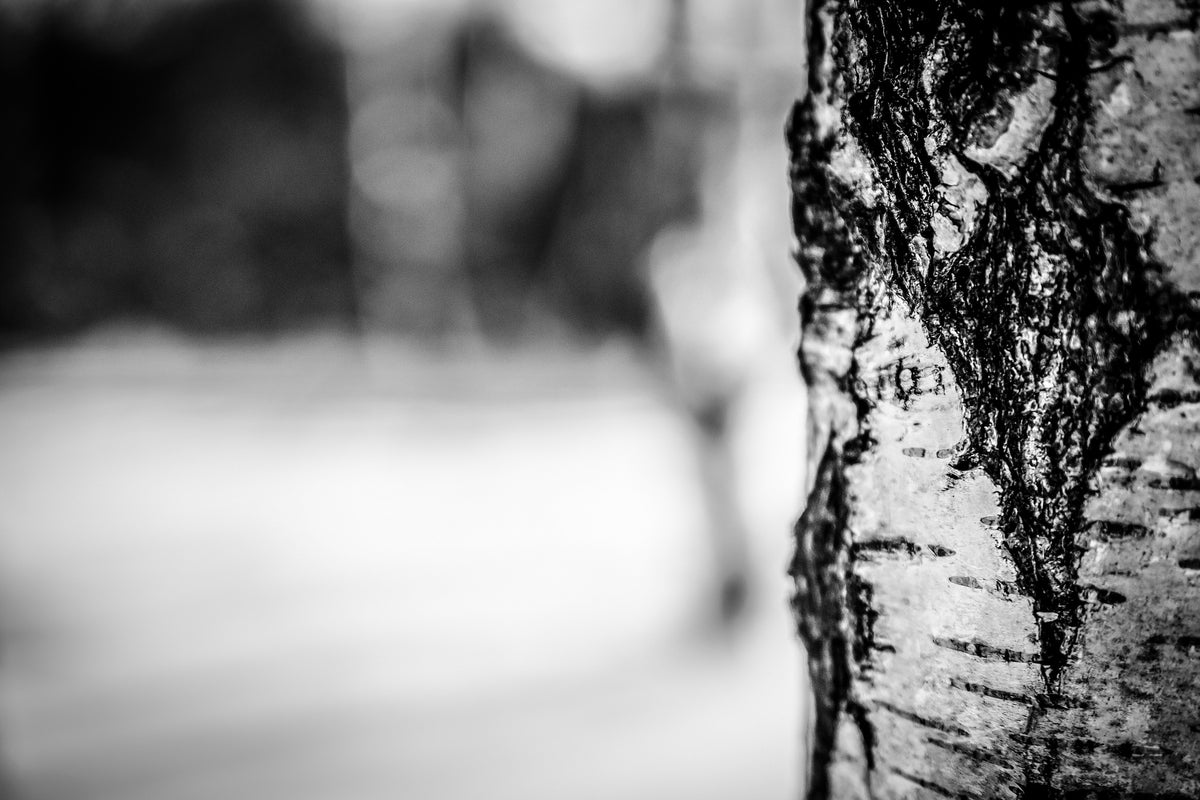 framedposter-print-birch-trunk