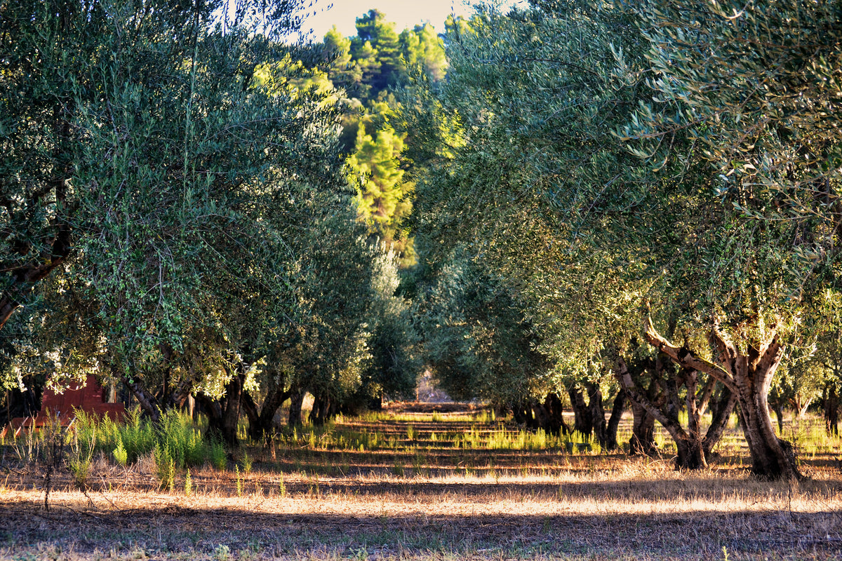 3-piece-aluminium-print-magnificent-olive-trees
