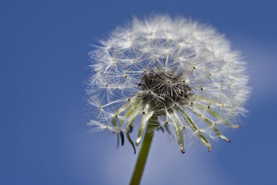 poster-print-the-dandelion-in-xxl