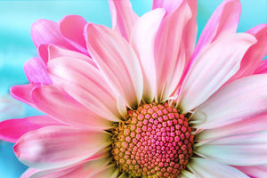acrylic-print-colored-flower