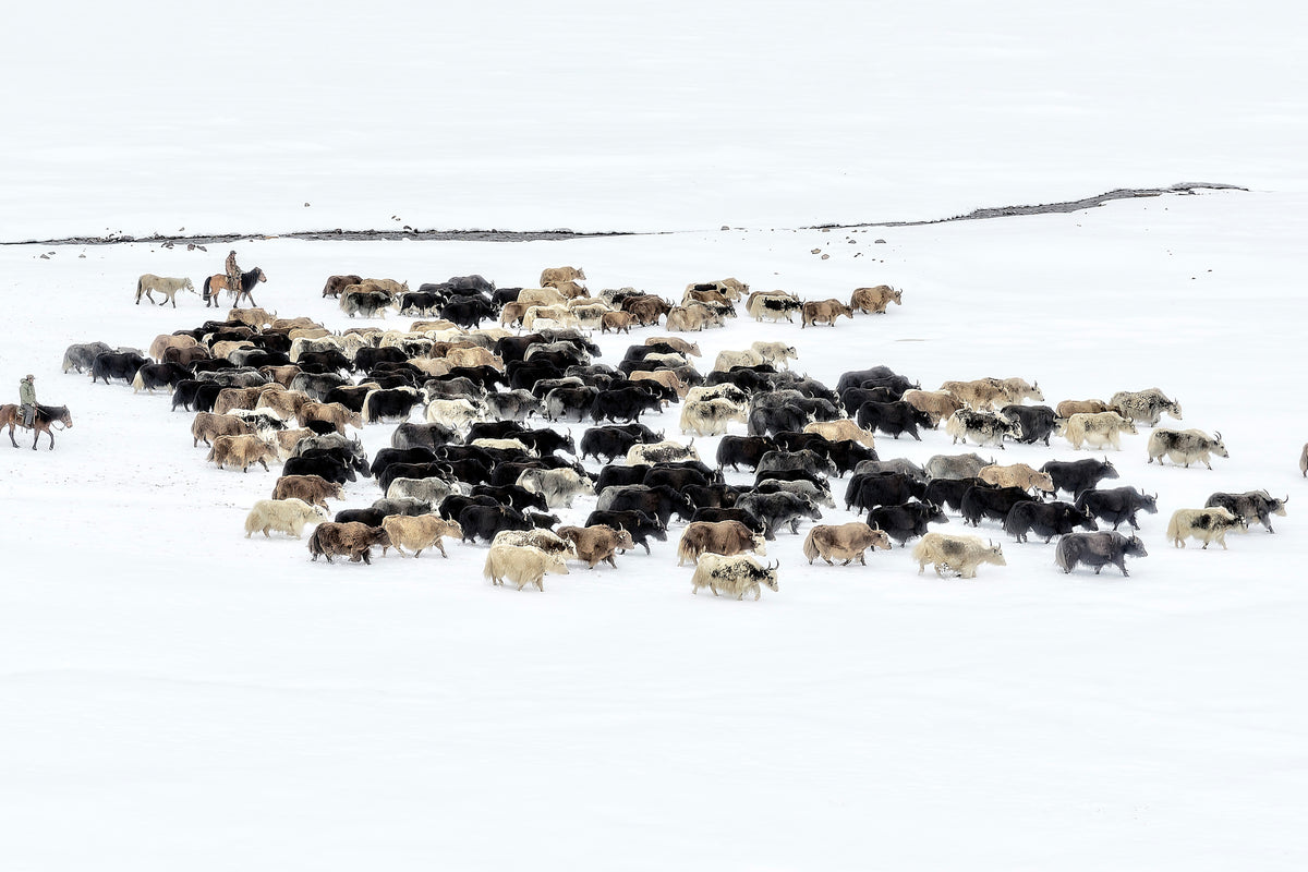 3-piece-acrylic-print-yaks-in-snow