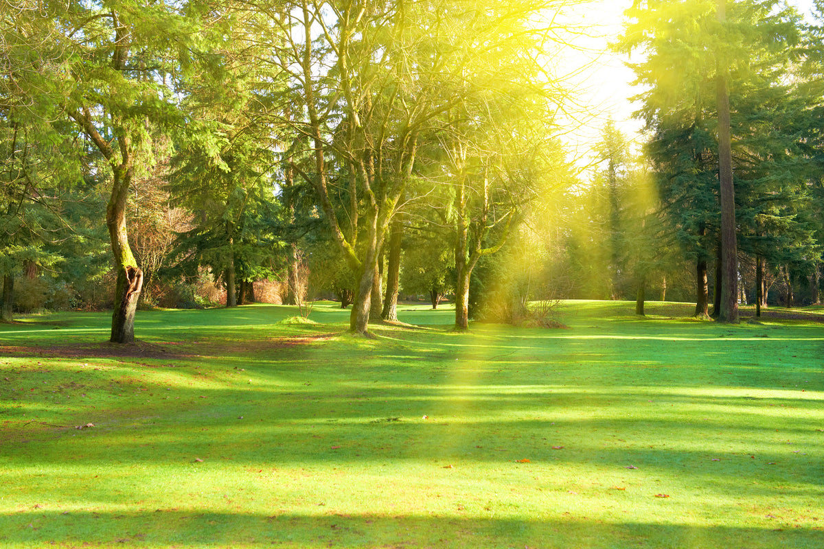 modern-3-piece-canvas-print-in-the-park