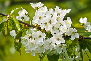 framedposter-print-white-flowers-in-xl