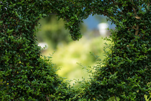 framedposter-print-the-heart-in-the-hedge
