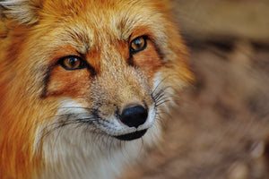 3-piece-acrylic-print-the-fox