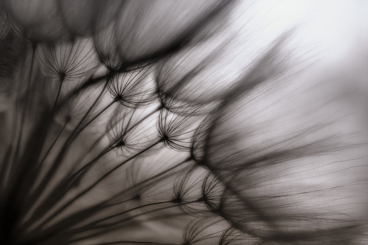 aluminium-print-dandelion-p