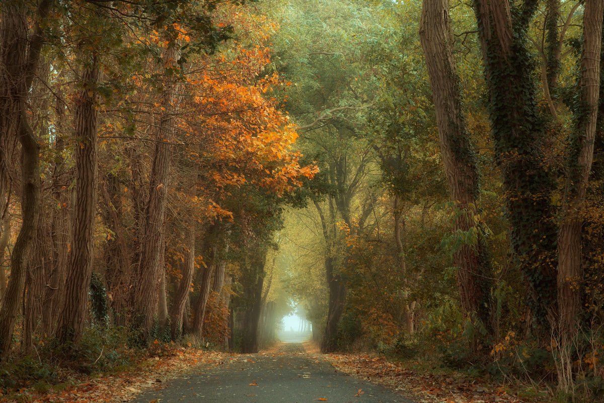 canvas-print-country-road-x