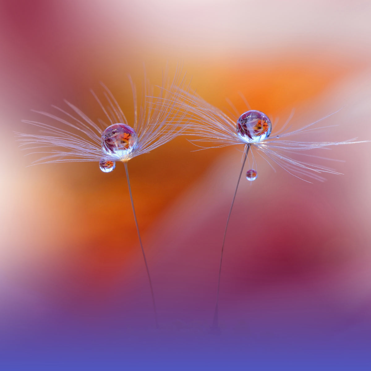 acrylic-print-two-worlds