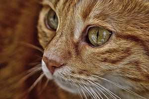 3-piece-aluminium-print-close-up-cat39s-head