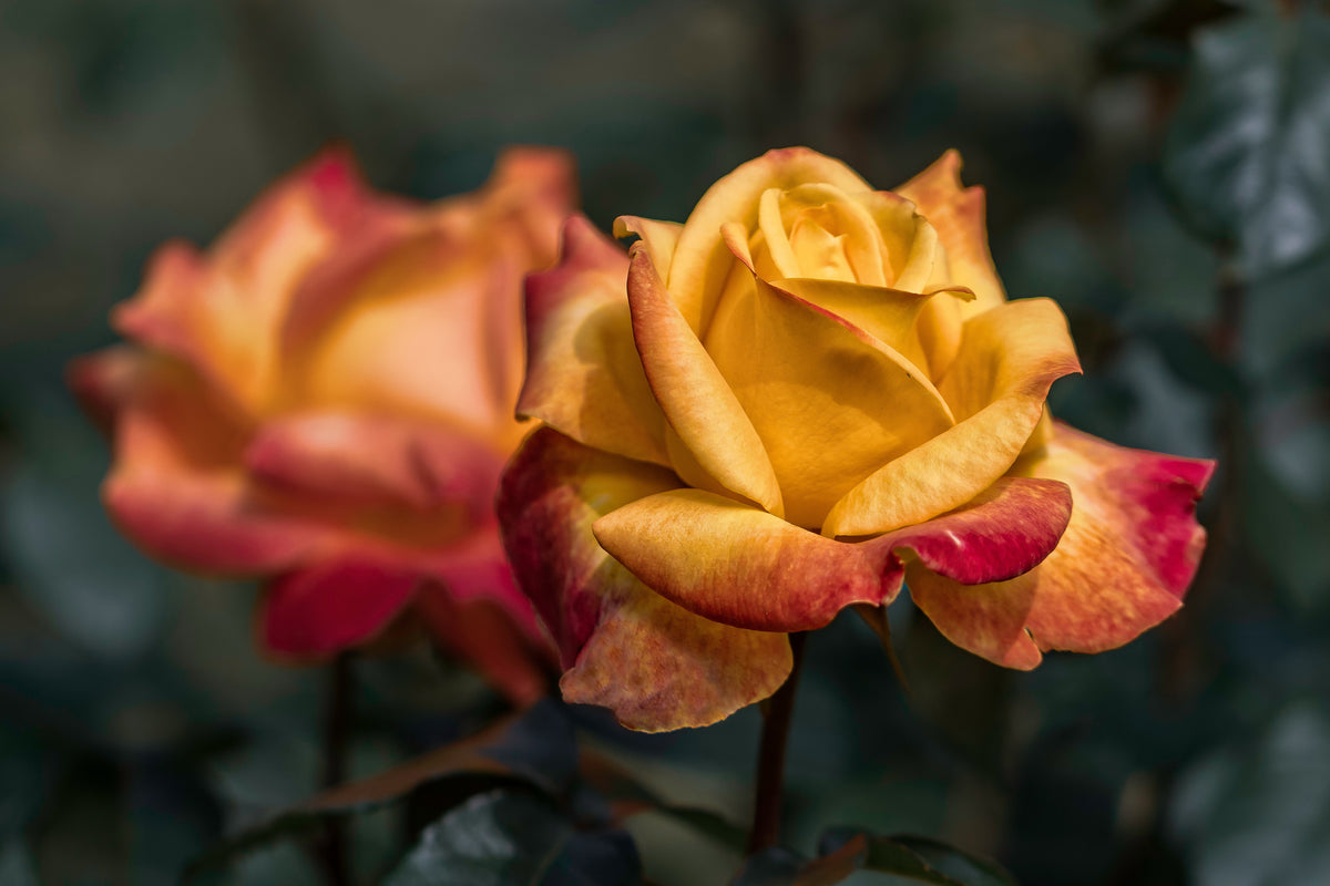 aluminium-print-the-rose-in-the-garden