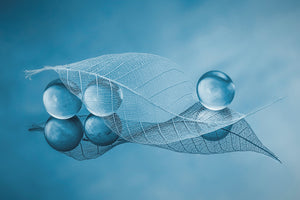 acrylic-print-dry-leaf-and-bubbles-x