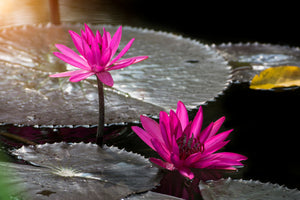 modern-3-piece-aluminium-print-water-lily-in-the-morning-dew