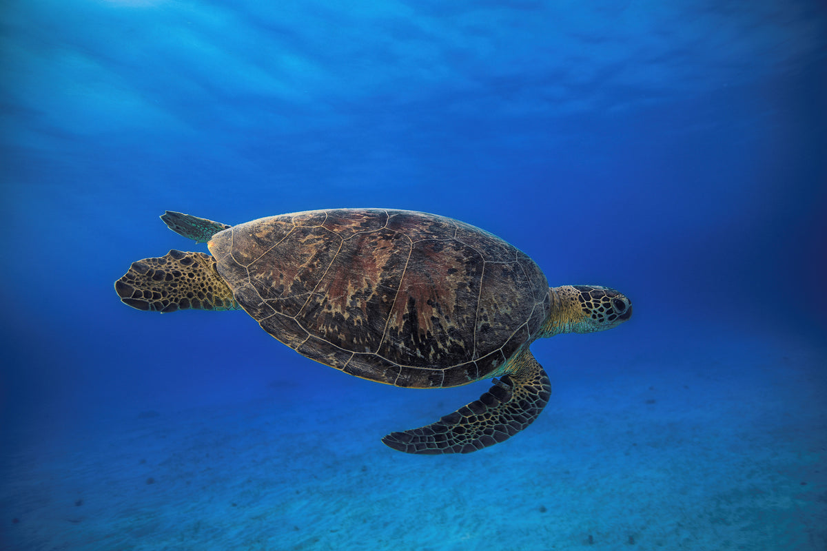 modern-3-piece-acrylic-print-green-turtle-in-the-blue