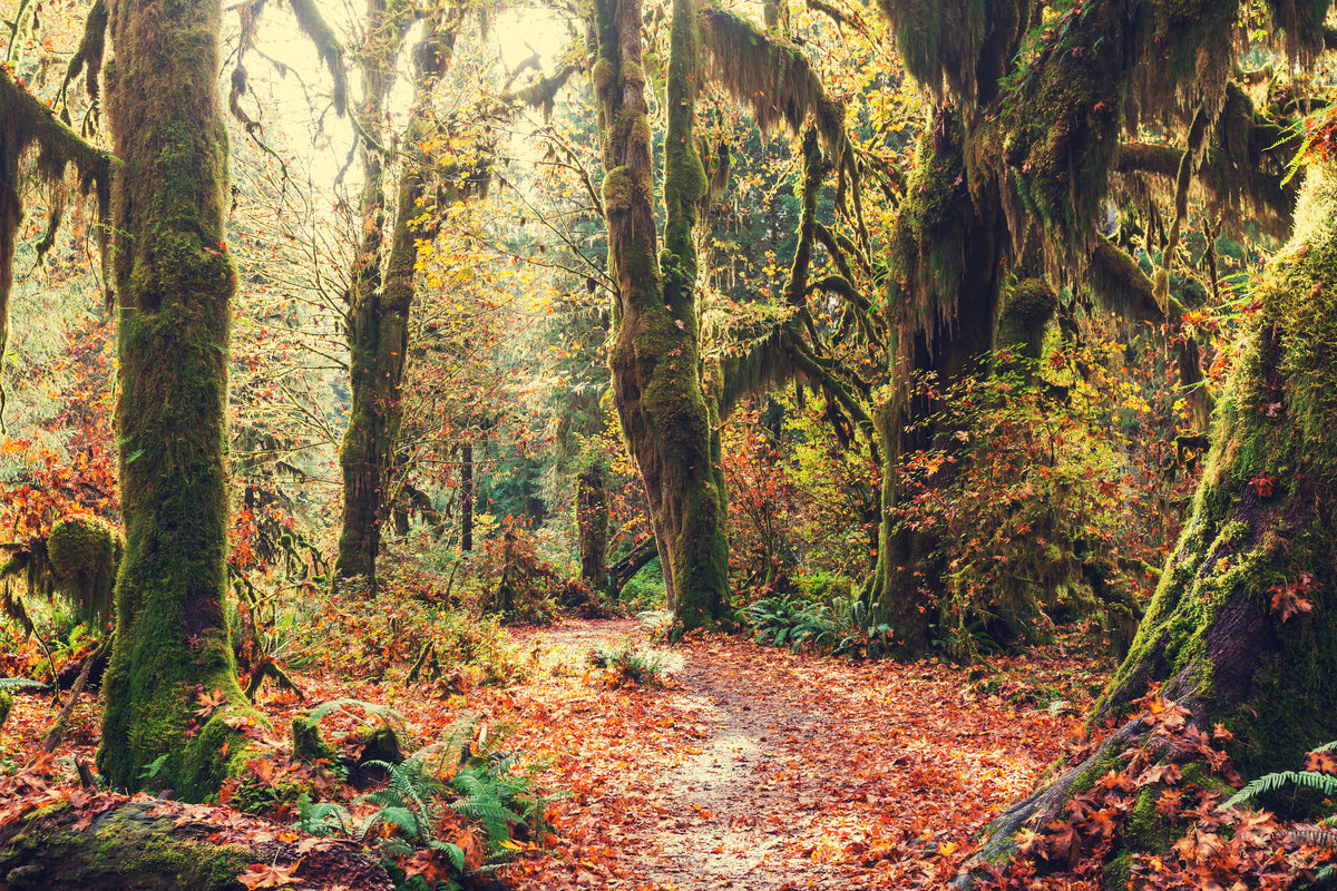 canvas-print-fairies-forest