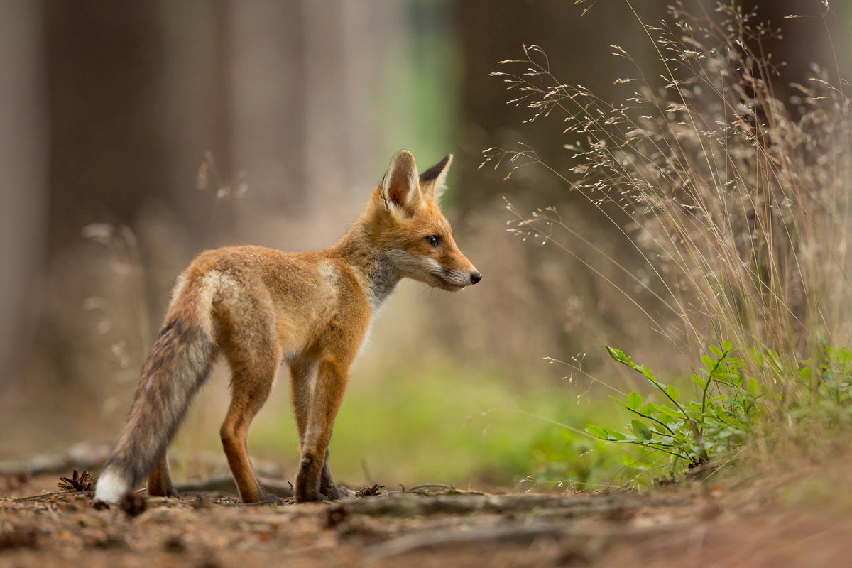 acrylic-print-red-fox-xqm