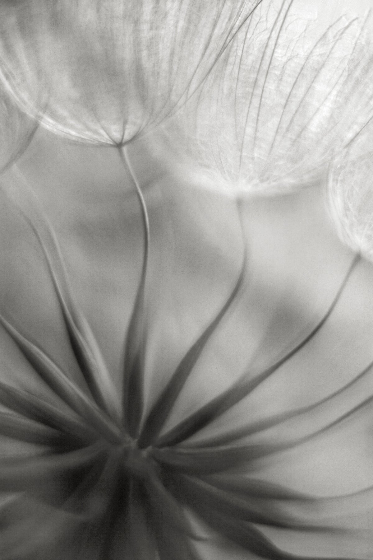 aluminium-print-into-the-heart-x