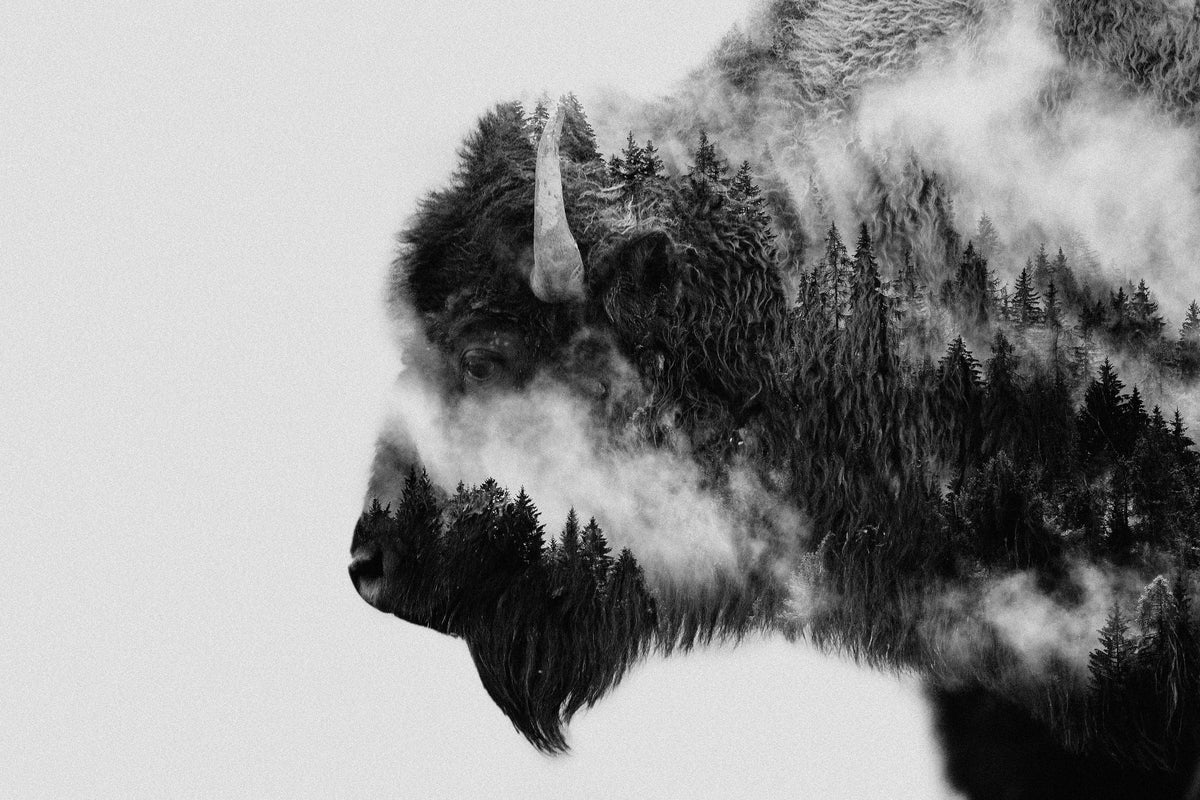 framedposter-print-bison-x