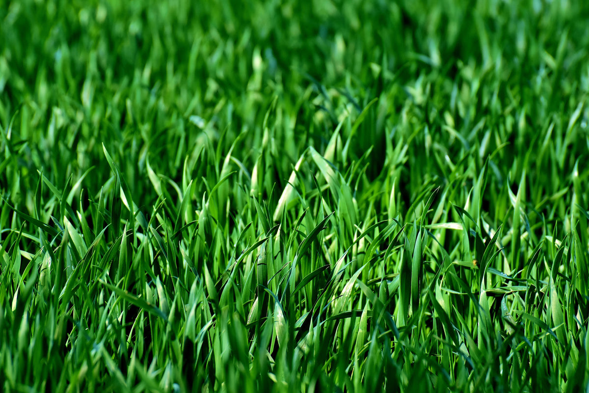 aluminium-print-the-meadow-in-xl