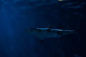 framedposter-print-dangerous-shark