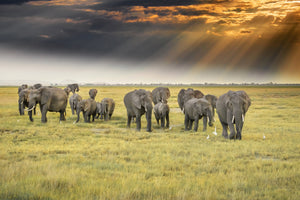 framedposter-print-for-the-love-of-elephants-x