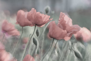 acrylic-print-softly-x
