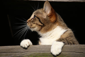 aluminium-print-xl-cat