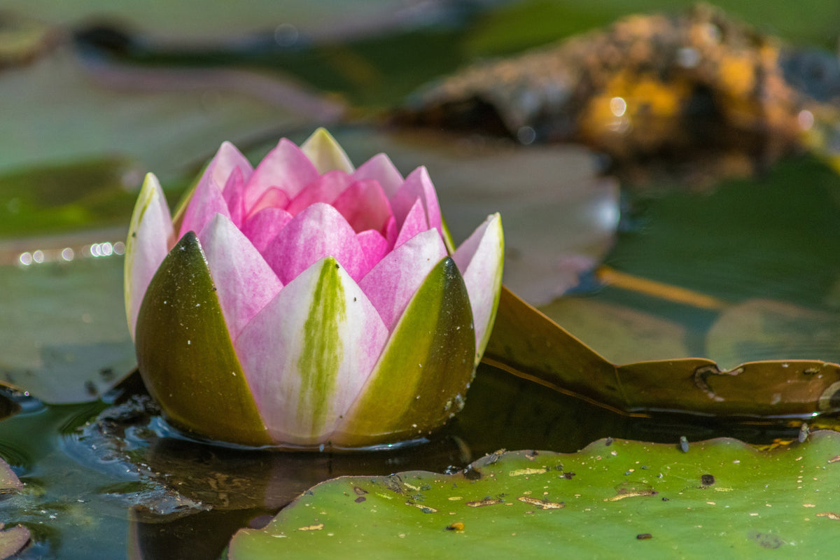 aluminium-print-xl-water-lily-in-pink