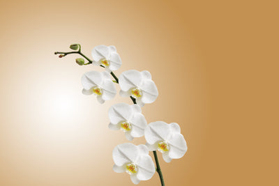 poster-print-white-orchids-xl