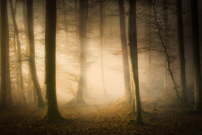 poster-print-november-whispers-x