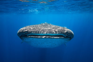 framedposter-print-face-to-face-with-a-whale-shark