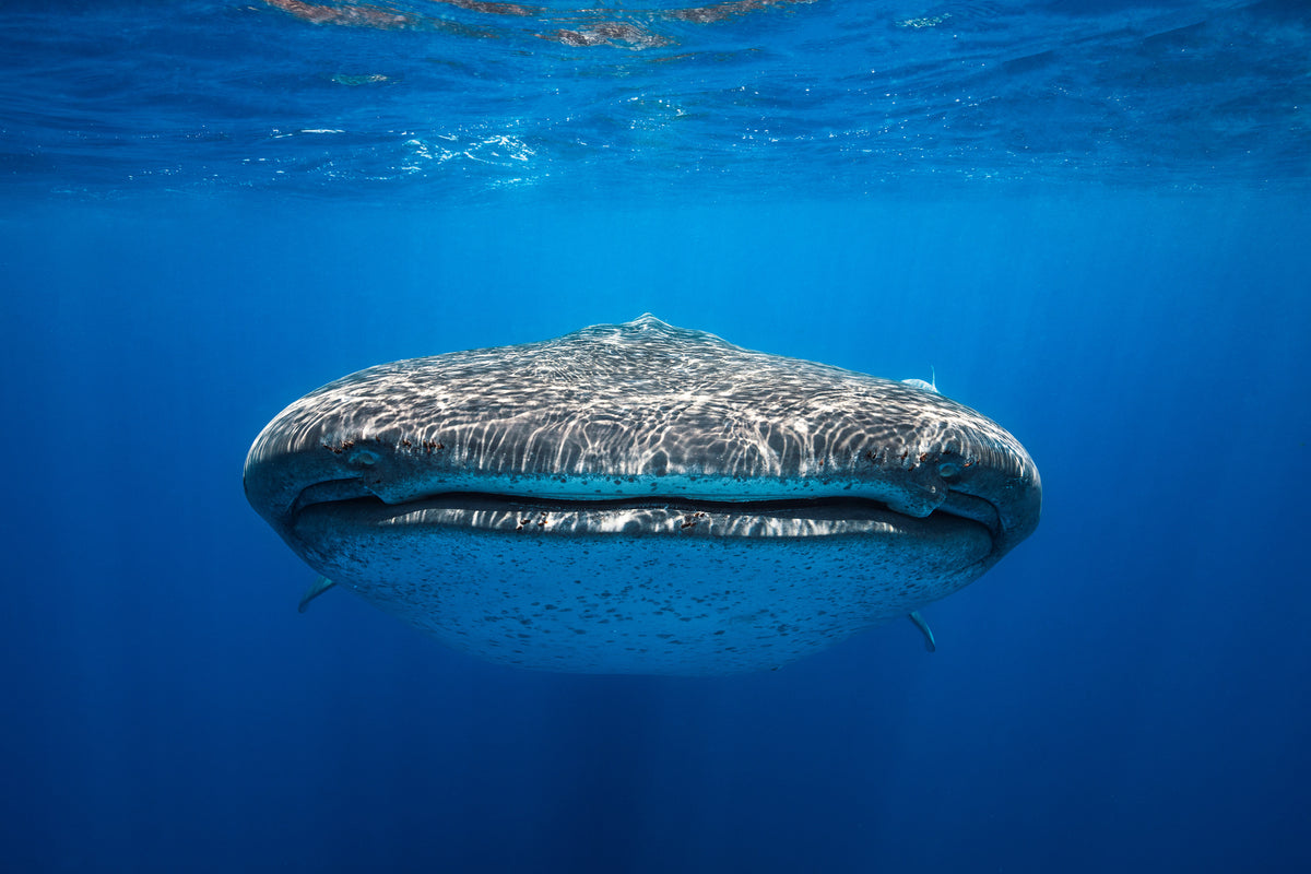 framedposter-print-face-to-face-with-a-whale-shark