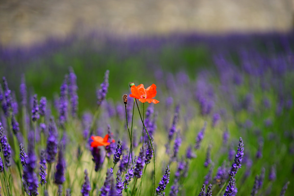 aluminium-print-poppy-in-the-lavender