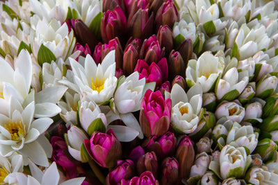 poster-print-a-bouquet-of-water-lilies