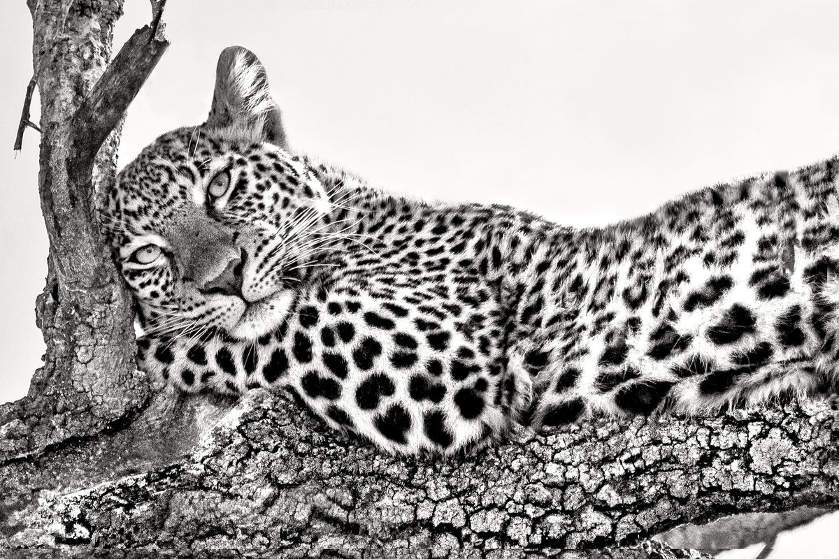 framedcanvas-print-time-to-rest-x