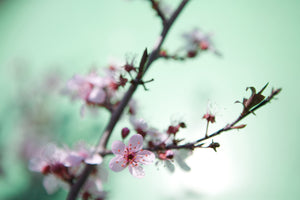 modern-3-piece-canvas-print-beautiful-japanese-cherry-blossom