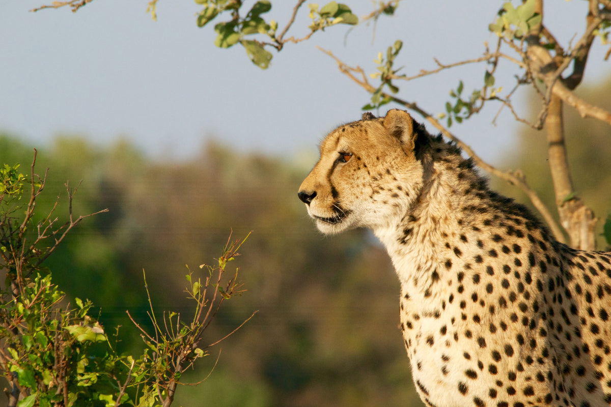 canvas-print-cheetah-in-nature