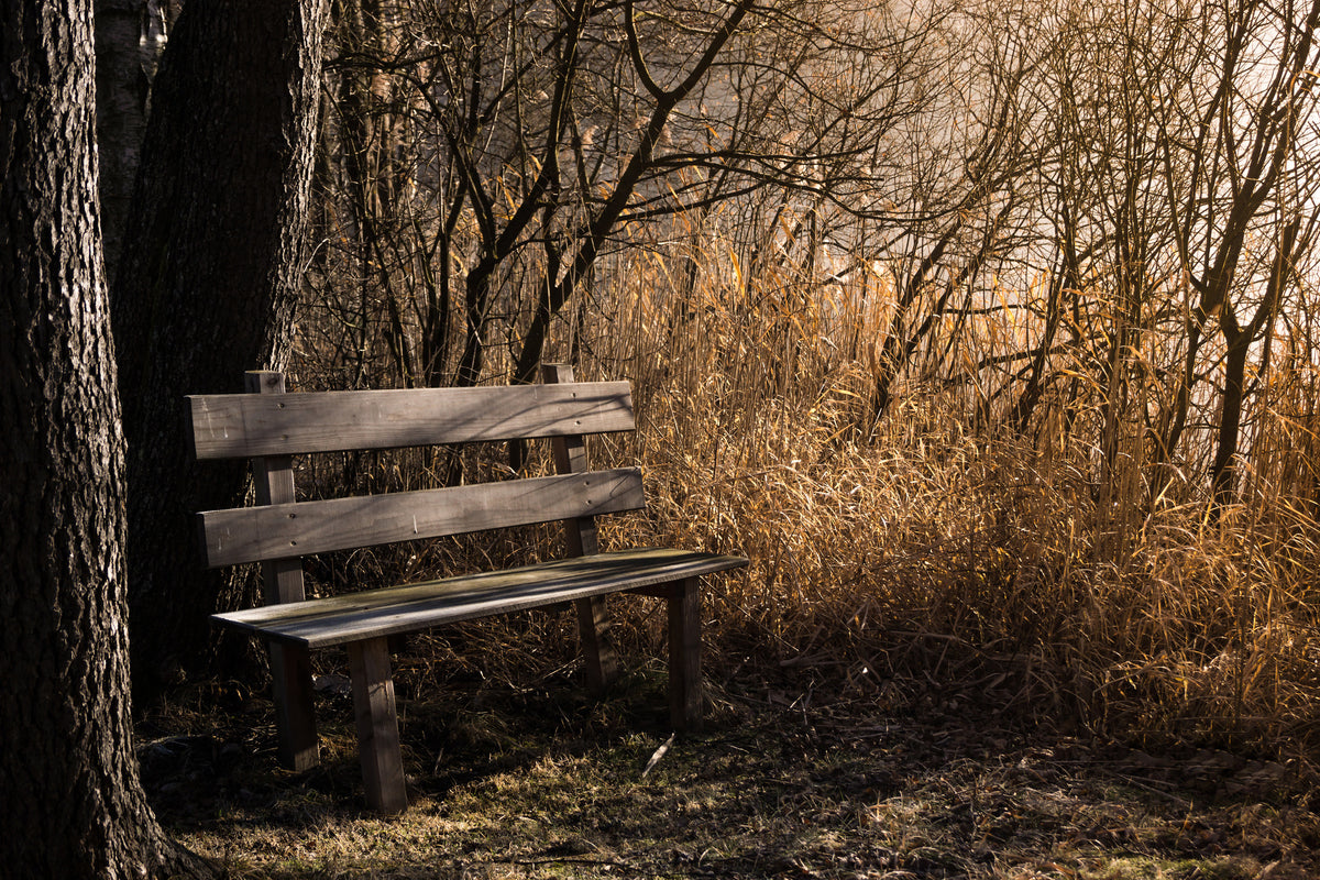 3-piece-acrylic-print-wooden-bench-in-the-forest