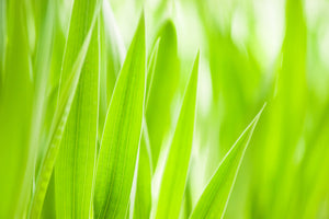 acrylic-print-grass-xxl