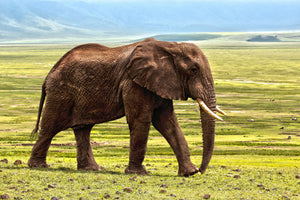 poster-print-gorgeous-elephant