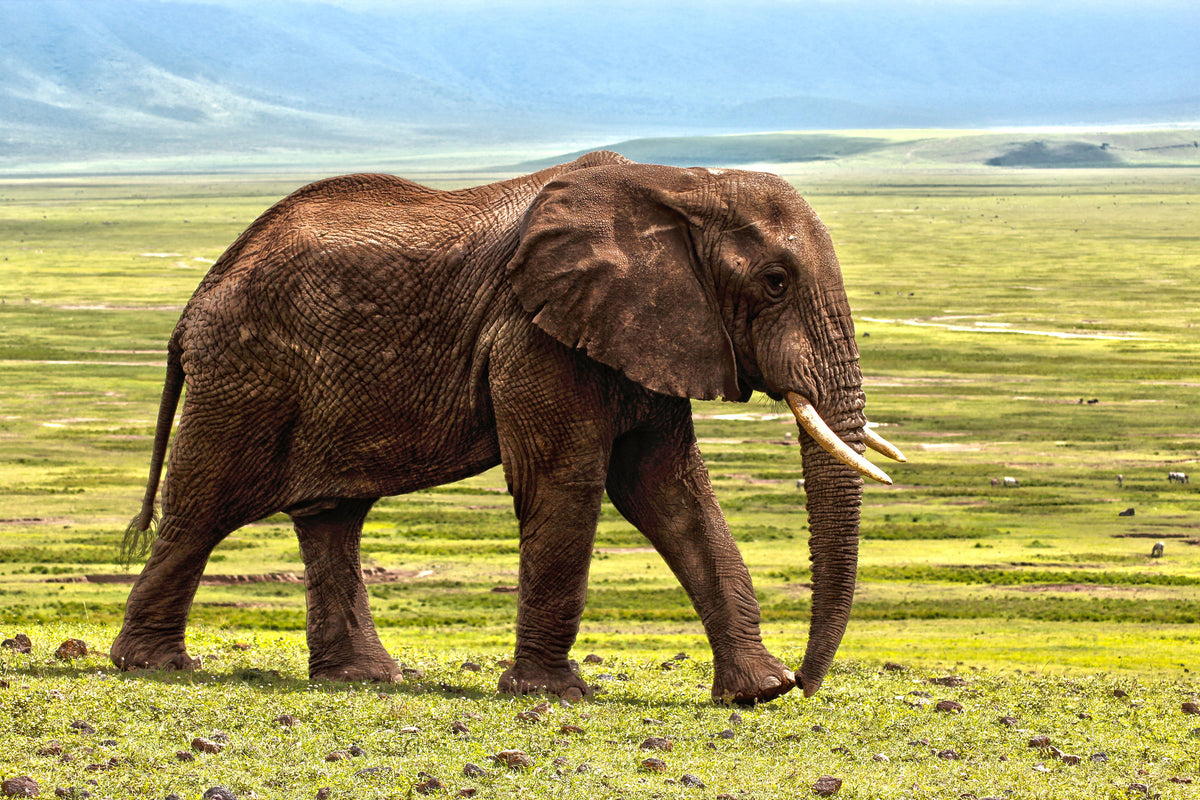 poster-print-gorgeous-elephant