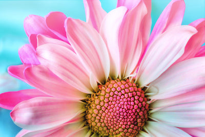 poster-print-colored-flower