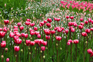 modern-3-piece-aluminium-print-wild-tulip-field